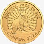 1/10 oz Majestic Polar Bear Goldmünze | 2022