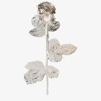 Rosa Vera | Placcata d'oro bianco | 30cm