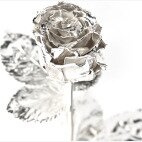 Echte Rose | Weißgold veredelt | 30cm